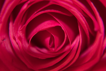 Extreme close up red rose bud
