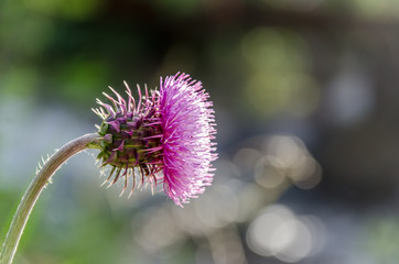 Purple Thistle