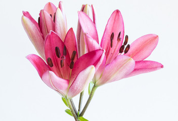 Obraz na płótnie Canvas Pink lilies bunch on white background