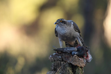 Goshawk