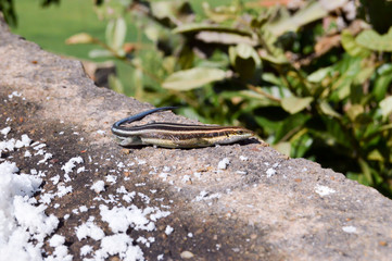 Lizard posing on a wall