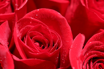 Close up of red roses and water drops.