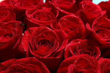 Close up of red roses and water drops.