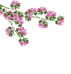 Flowering branch of apple isolated on a white background. Spring
