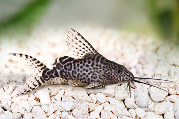 Featherfin squeaker catfish Synodontis Epterus Aquarium fish isolated on white 