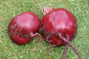 Beetroot