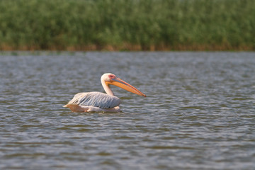 white pelican