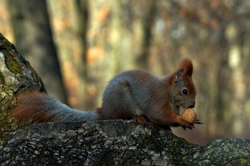 Squirrel (Sciurus vulgaris) eating a nut