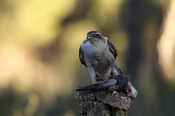 Northern Goshawk