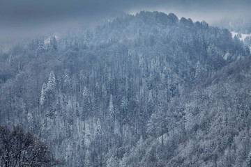 Winter landscape of fir trees forest