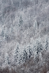 Winter landscape of fir trees forest