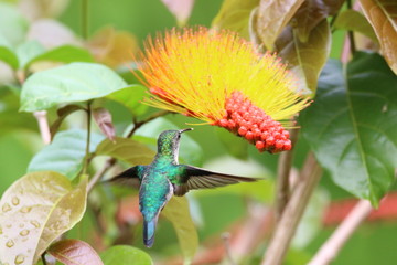 Guyane - Saül Dec 2016 - Colibri 