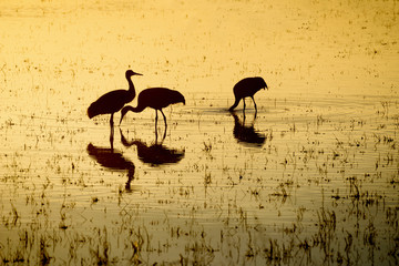 Silhouette of Sandhill Cranes Eating at Sunset