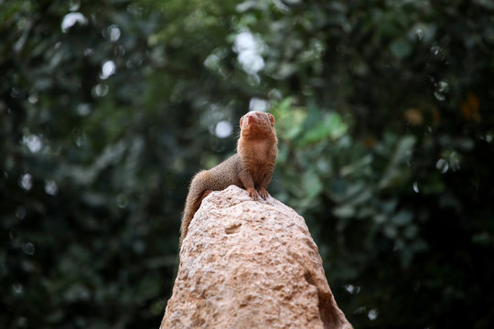 Common dwarf mongoose at the zoo