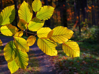 Herbstblätter im Buchenwald