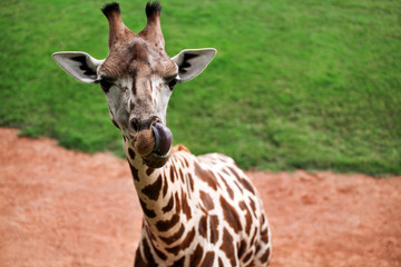 Giraffe the tongue sticking out and enjoying at zoo