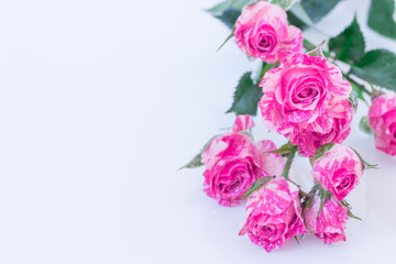 Fototapeta na wymiar wo-Tone Pink Roses.