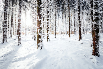 Sonnenstrahlen fluten en verschneiten Winterwald