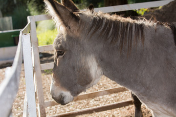 Burro en estabulo