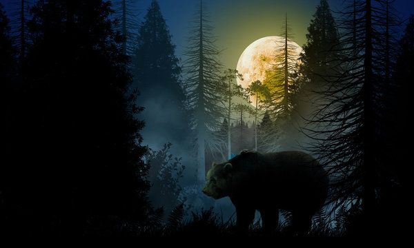 Bear In The Woods At Night