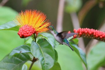 Guyane - Saül Dec 2016 - Colibri 