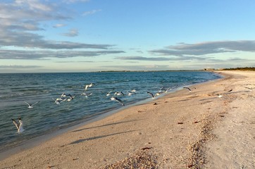 Fototapeta na wymiar Seagulls and Beach
