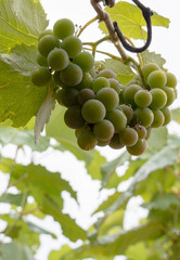 vines, agricultural enterprise, a garden, a small business,
Belarus,