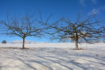 Zwei Bäume im Schnee mit blauem Himmel