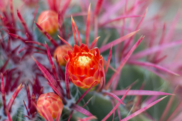 red cactus flowers in desert.