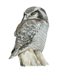 Cartoon owl - illustration for children
