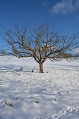 Ein Baum im Schnee mit blauem Himmel