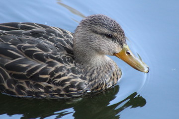 Fotografia pato