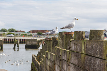 Seagulls on Wall