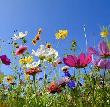 Fototapeta Grußkarte - bunte Blumenwiese - Sommerzeit