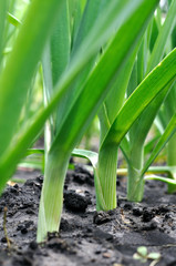 organically cultivated leek plantation in the vegetable garden , vertical composition