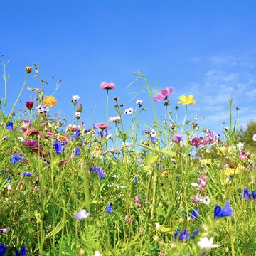 Fototapeta Grußkarte - bunte Blumenwiese - Sommerzeit