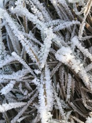 Frozen Grass witch snow and ice crystals