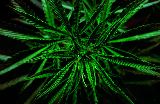 marijuana leaf close-up. cannabis drug.