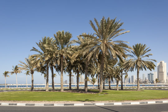 Palm Trees in Dubai