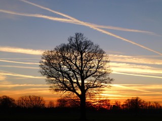 Bare tree silhouetted against a sunset sky with vapour trails crossing above