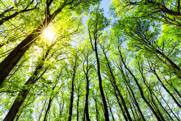 Fototapety  Zielony las w słońcu