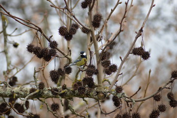 Mésange avec une graine de tournesol dans le bec