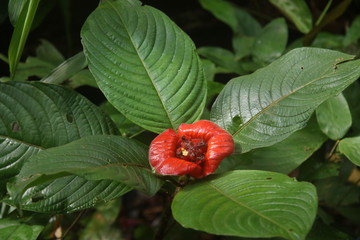 Guyane - Saül Dec 2016 - Forêt