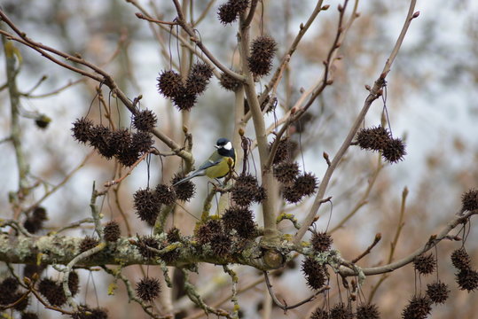 M&eacute;sange avec une graine de tournesol dans le bec