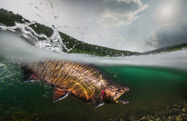 Fishing. Trout, underwater view.