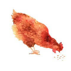 Chicken pecking grain.