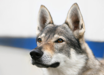 Obraz premium wolf