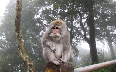 Monkey in fog