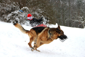german shepard winter