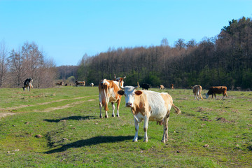 Naklejka na ściany i meble cows graze on the pasture near the forest